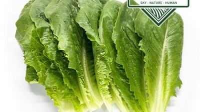 트레이더스로메인 솔직 후기! 🥗 할인 꿀팁까지